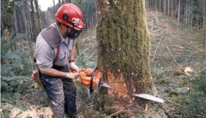 Autorisation d'abattage des arbres